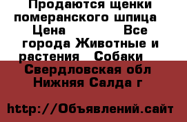 Продаются щенки померанского шпица › Цена ­ 45 000 - Все города Животные и растения » Собаки   . Свердловская обл.,Нижняя Салда г.